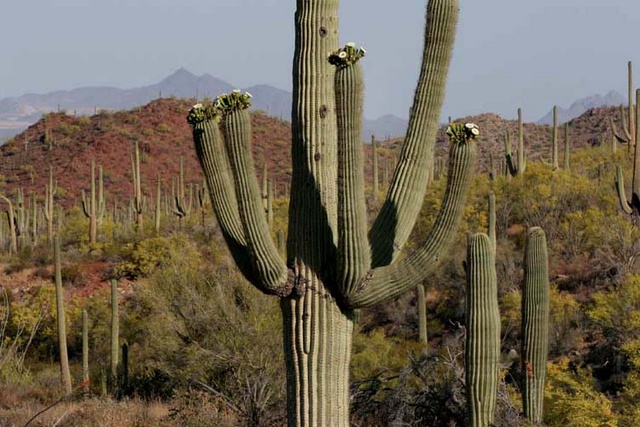 Saguaros in desert 2