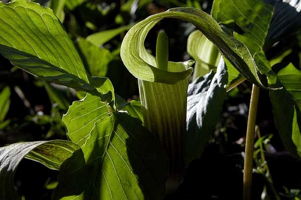 jack in the pulpit