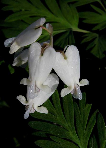 squirrel corn