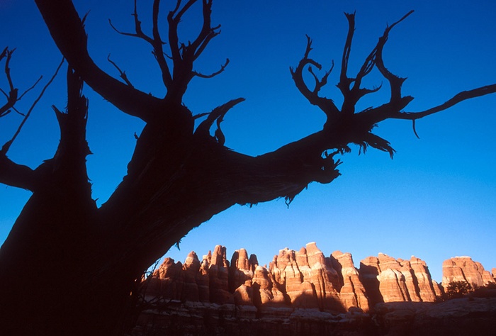 Dead tree - canyonlands