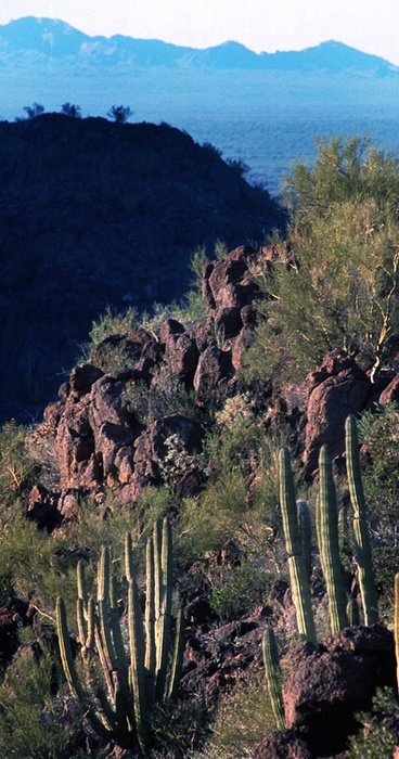 Organ Pipe