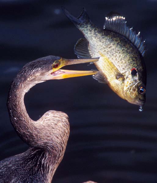 Anhinga