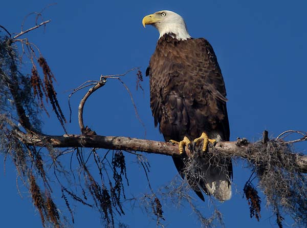 Baldeagle