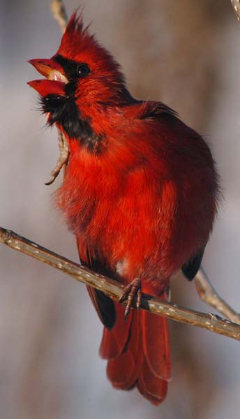 Cardinal