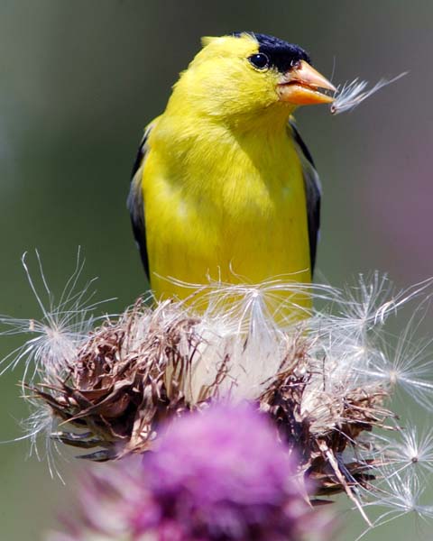 Goldfinch