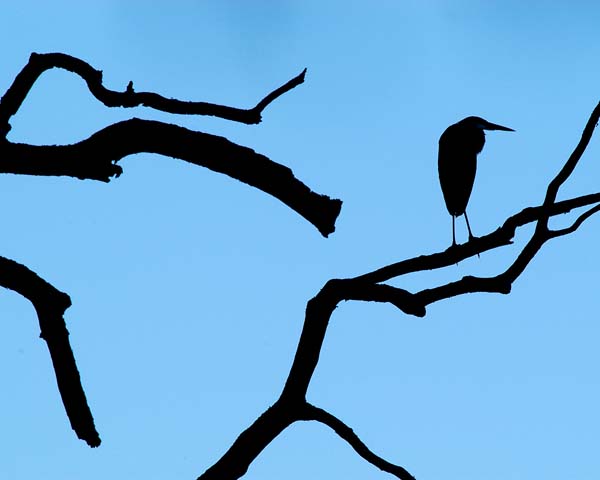 Greatblue heron2