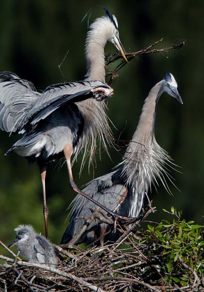 Greatblueheron