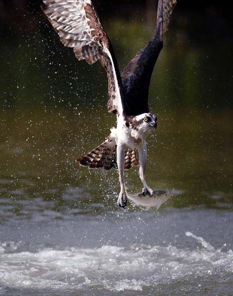 Osprey
