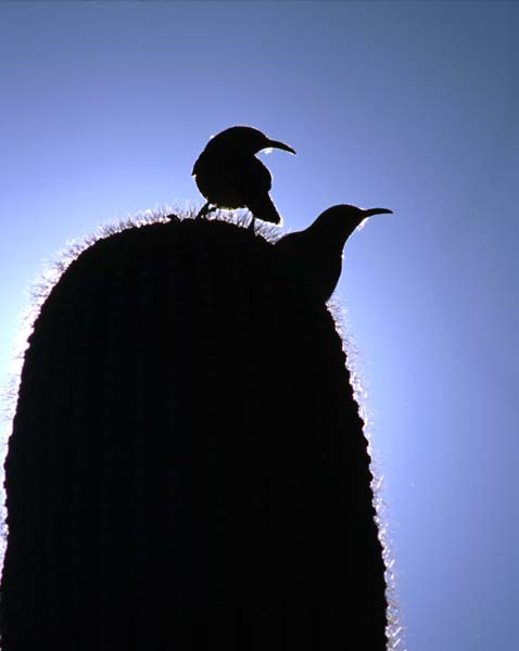 Wren and thrasher on c0014