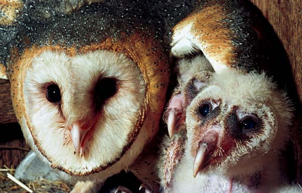 barnowl