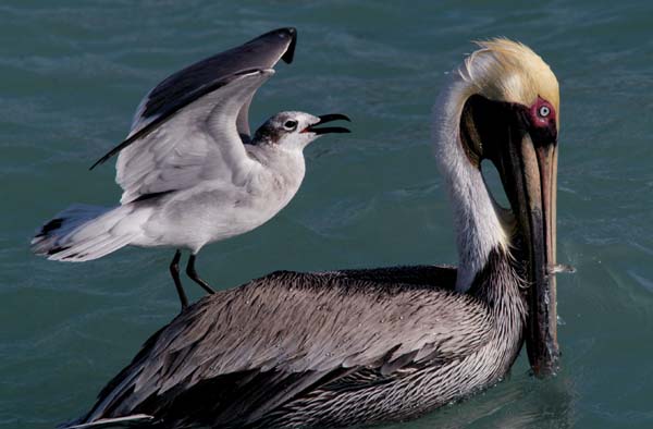 pelican