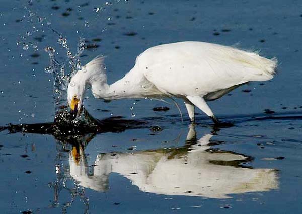 snowyegret