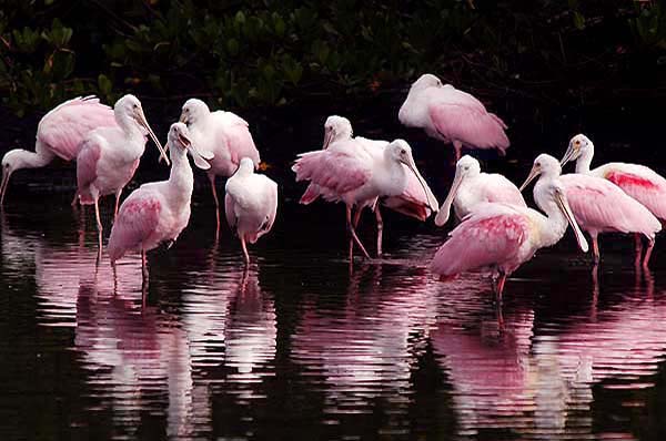 spoonbills