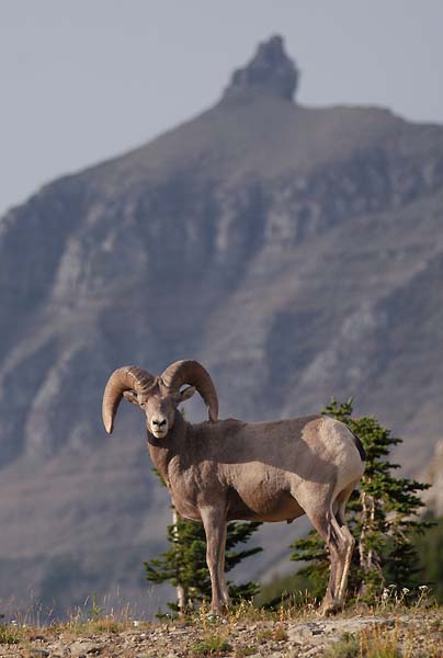 Bighornsheep