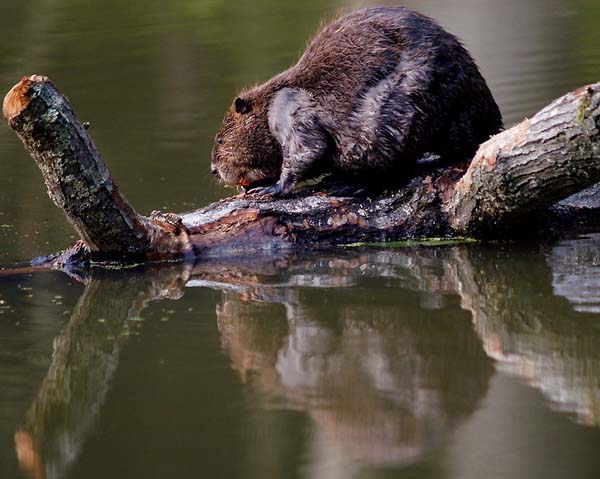 beaver
