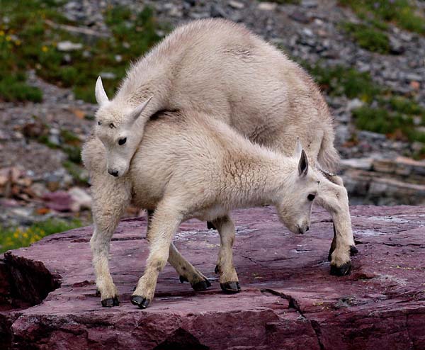 mountaingoat2