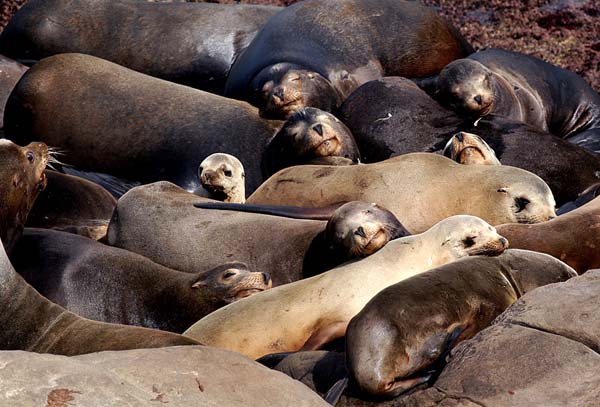 sealions