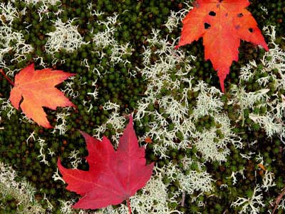 Fall leaves
