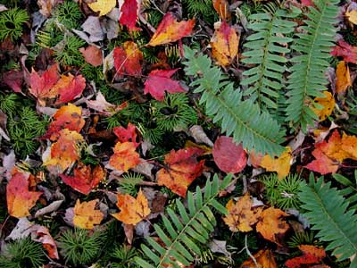 Fern and fall leaves
