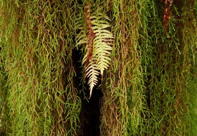 Fern and moss