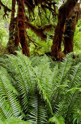 Hoe Rain Forest 2