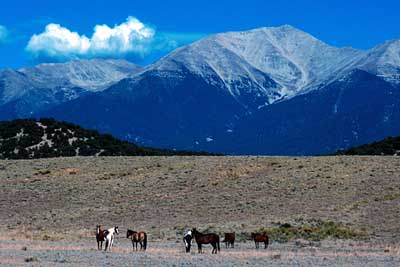 Mountain horse