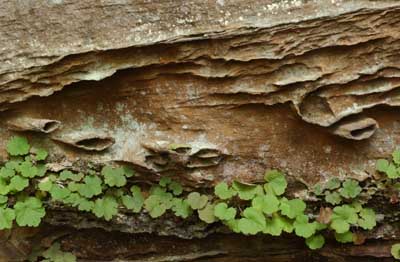 Red River Gorge 1
