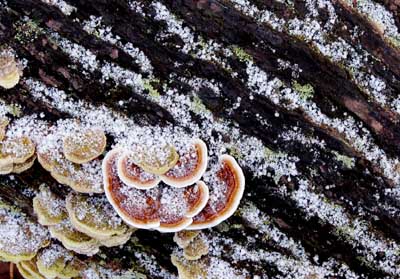 fungas and snow