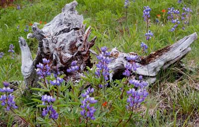 lupine and log
