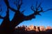 Desert tree
