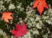 Fall leaves