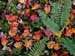 Fern and fall leaves