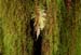 Fern and moss