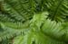 Sword fern