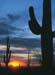 cactus sunset