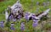 lupine and log