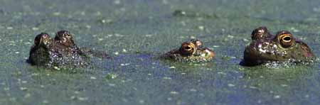 Bull frogs