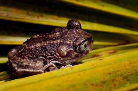 Floridatreefrog