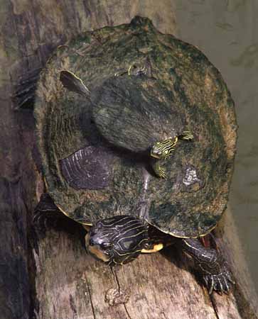 Painted turtles