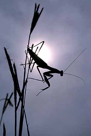 Praying Mantid