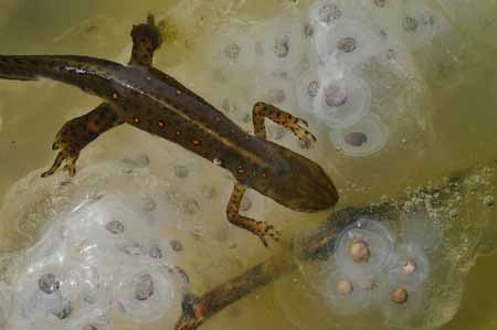 Red spotted newt