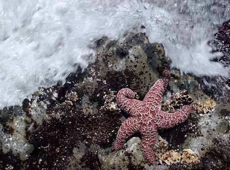 Sea star 1