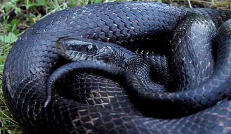 black rat snake 2