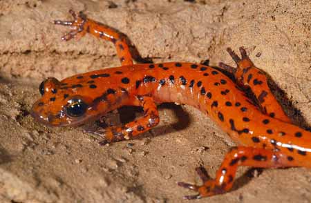 cave salamander