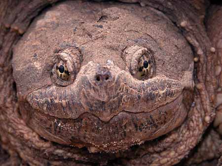 snapping turtle